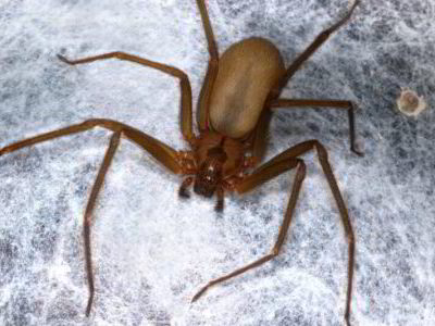 Picture of Brown Recluse spider